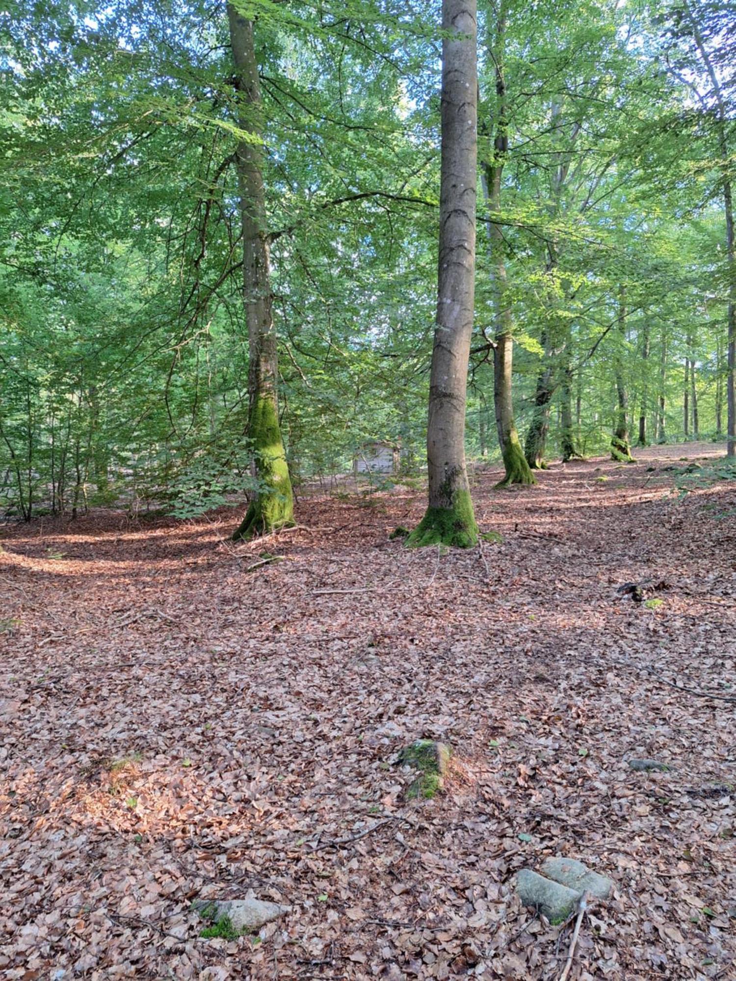 Bjaernhultsgardens Stugor Linderod Exteriör bild